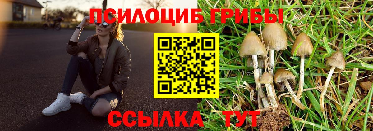 Галлюциногенные грибы Psilocybe Нижневартовск